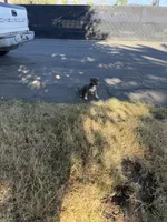 Xl bully, a female American Bully for sale in Valley Center, CA – 8 of 10