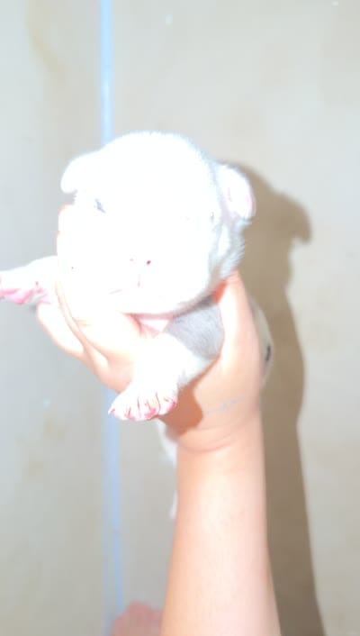 Spot, a male American Bully for sale in Valley Center, CA – 6 of 8