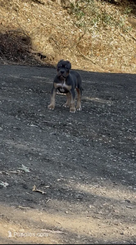 Gus xl bully – American Bully puppy for sale in Valley Center, CA