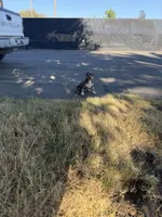 Xl bully, a female American Bully for sale in Valley Center, CA – 4 of 10