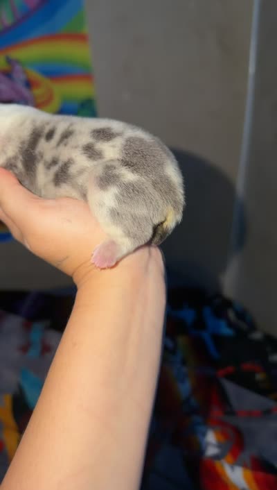 Lilac tri merel , a female American Bully for sale in Valley Center, CA – 7 of 9