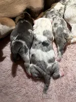 Spot, a male American Bully for sale in Valley Center, CA – 5 of 8