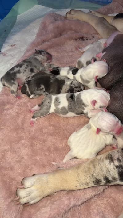 Lilac tri merel , a female American Bully for sale in Valley Center, CA – 9 of 9