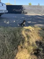Xl bully, a female American Bully for sale in Valley Center, CA – 2 of 10