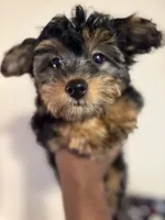Ace, a male Yorkshire Terrier for sale in Hugo, OK – 3 of 4