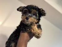 Ace, a male Yorkshire Terrier for sale in Hugo, OK – 2 of 4