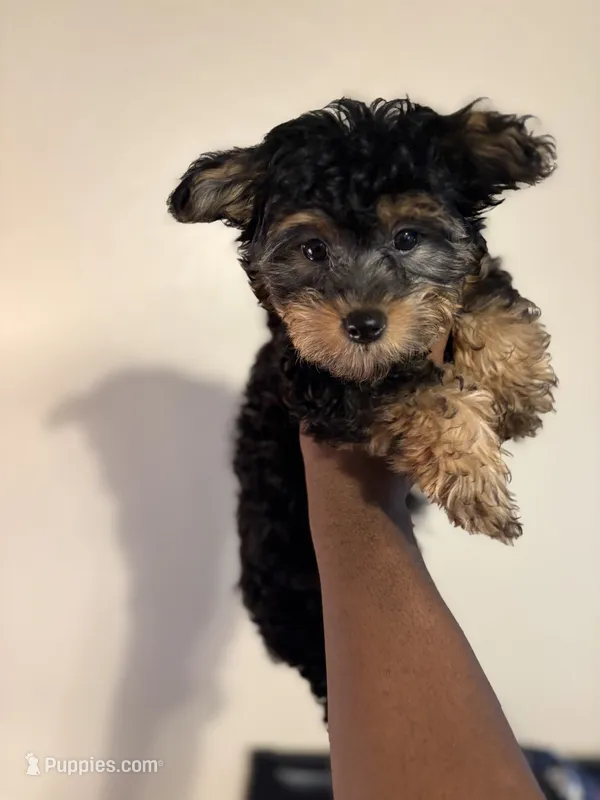 Ace – Yorkshire Terrier puppy for sale in Hugo, OK