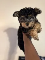 Ace, a male Yorkshire Terrier for sale in Hugo, OK – 1 of 4