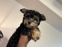 Ace, a male Yorkshire Terrier for sale in Hugo, OK – 4 of 4