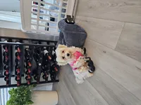 May, a female Bichon Frise and Shih Tzu for sale in Atlanta, GA – Photo 2 of 3