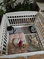 May, a female Bichon Frise and Shih Tzu for sale in Atlanta, GA – Photo 1 of 3