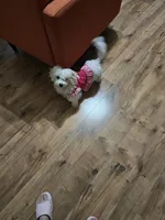 May, a female Bichon Frise and Shih Tzu for sale in Atlanta, GA – Photo 3 of 3