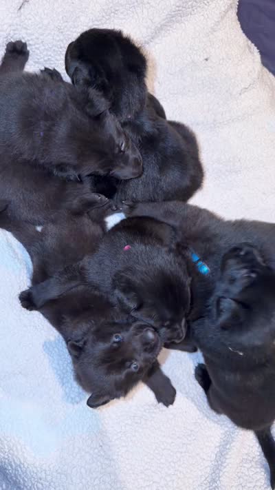 Titan, a male German Shepherd Dog for sale in Oklahoma City, OK – 3 of 9