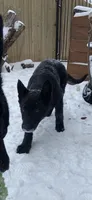 Fiolek, a female German Shepherd Dog for sale in Oklahoma City, OK – 4 of 6