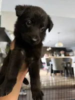 Lil Bit, a female German Shepherd Dog for sale in Oklahoma City, OK – 2 of 10