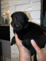 Zeus, a male German Shepherd Dog for sale in Oklahoma City, OK – 3 of 7