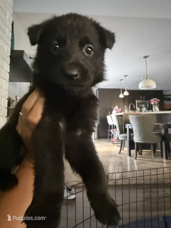 Lil Bit – German Shepherd Dog puppy for sale in Oklahoma City, OK