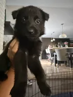 Lil Bit, a female German Shepherd Dog for sale in Oklahoma City, OK – 1 of 10