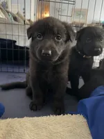 Dante, a male German Shepherd Dog for sale in Oklahoma City, OK – 10 of 10