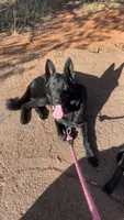Orion, a male German Shepherd Dog for sale in Oklahoma City, OK – 8 of 8