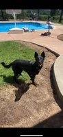 Titan, a male German Shepherd Dog for sale in Oklahoma City, OK – 5 of 9