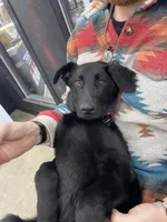 Valkyrie “Val”, a female German Shepherd Dog for sale in Oklahoma City, OK – Photo 2 of 8