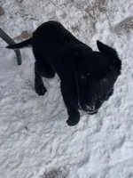 Valkyrie “Val”, a female German Shepherd Dog for sale in Oklahoma City, OK – Photo 4 of 8