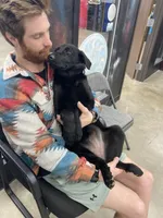 Valkyrie “Val”, a female German Shepherd Dog for sale in Oklahoma City, OK – Photo 3 of 8