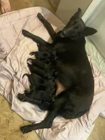 Valkyrie “Val”, a female German Shepherd Dog for sale in Oklahoma City, OK – Photo 8 of 8