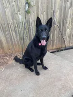 Valkyrie “Val”, a female German Shepherd Dog for sale in Oklahoma City, OK – Photo 7 of 8