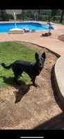 Valkyrie “Val”, a female German Shepherd Dog for sale in Oklahoma City, OK – Photo 5 of 8