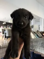 Dante, a male German Shepherd Dog for sale in Oklahoma City, OK – 9 of 10