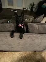 Fiolek, a female German Shepherd Dog for sale in Oklahoma City, OK – 5 of 6