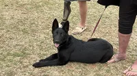 Fiolek, a female German Shepherd Dog for sale in Oklahoma City, OK – 2 of 6