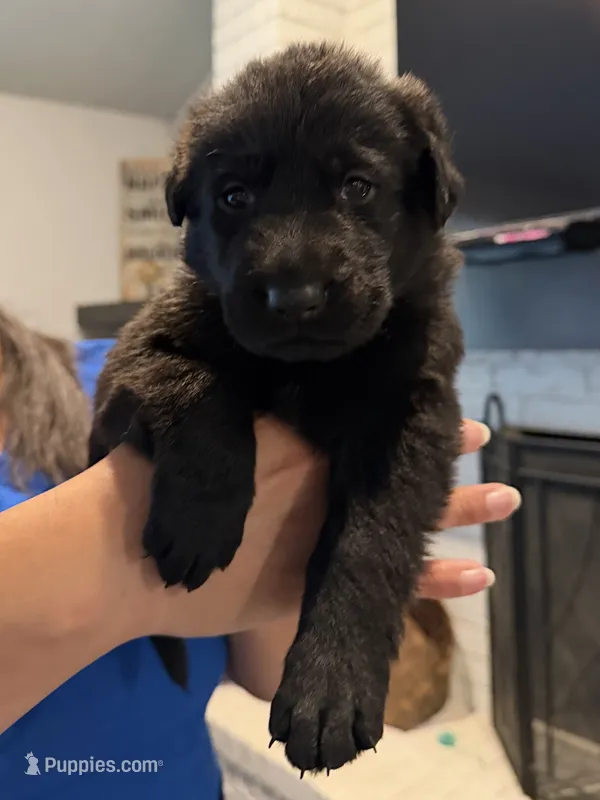 Titan – German Shepherd Dog puppy for sale in Oklahoma City, OK