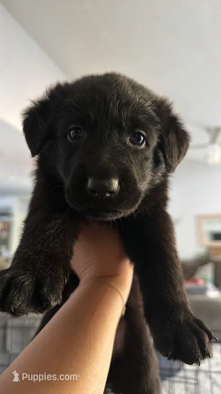 Titan – German Shepherd Dog puppy for sale in Oklahoma City, OK