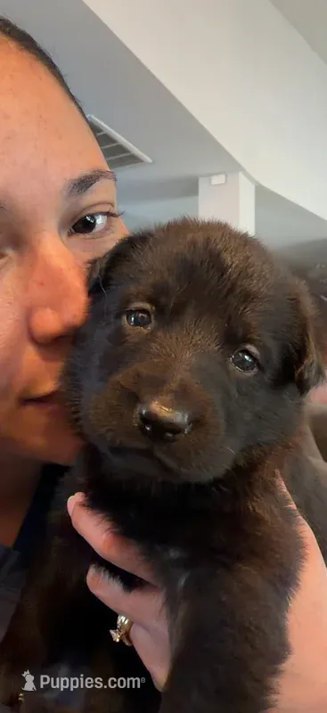 Orion – German Shepherd Dog puppy for sale in Oklahoma City, OK