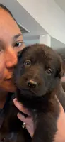 Orion, a male German Shepherd Dog for sale in Oklahoma City, OK – 1 of 8
