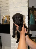 Orion, a male German Shepherd Dog for sale in Oklahoma City, OK – 2 of 8