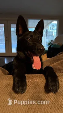 Fiolek – German Shepherd Dog puppy for sale in Oklahoma City, OK