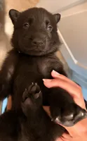Lil Bit, a female German Shepherd Dog for sale in Oklahoma City, OK – 3 of 10