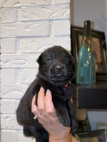 Zeus, a male German Shepherd Dog for sale in Oklahoma City, OK – 2 of 7