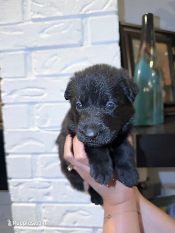 Zeus – German Shepherd Dog puppy for sale in Oklahoma City, OK
