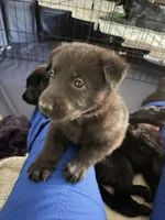 Dante, a male German Shepherd Dog for sale in Oklahoma City, OK – 6 of 10