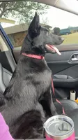 Fiolek, a female German Shepherd Dog for sale in Oklahoma City, OK – 3 of 6