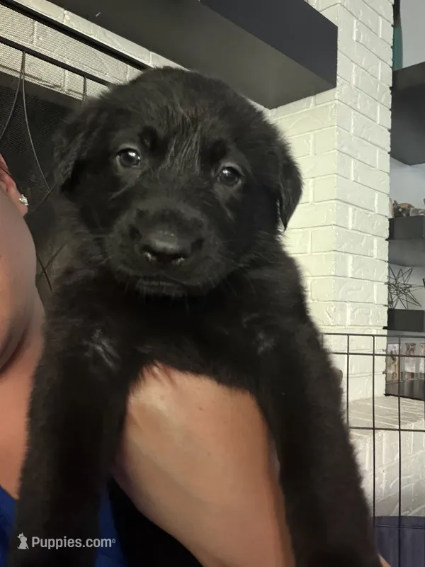 Orion – German Shepherd Dog puppy for sale in Oklahoma City, OK