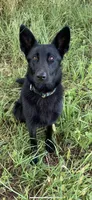 Titan, a male German Shepherd Dog for sale in Oklahoma City, OK – 9 of 9