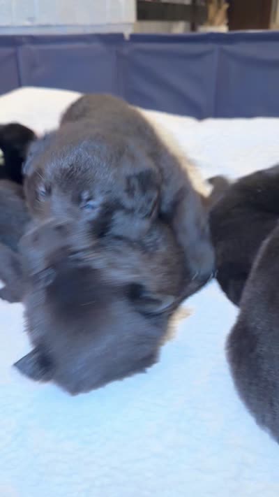 Orion, a male German Shepherd Dog for sale in Oklahoma City, OK – 7 of 8