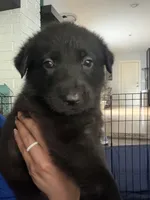 Dante, a male German Shepherd Dog for sale in Oklahoma City, OK – 8 of 10