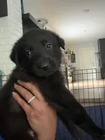 Dante, a male German Shepherd Dog for sale in Oklahoma City, OK – 7 of 10